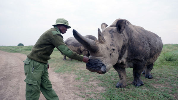 The Last Rhinos: A New Hope