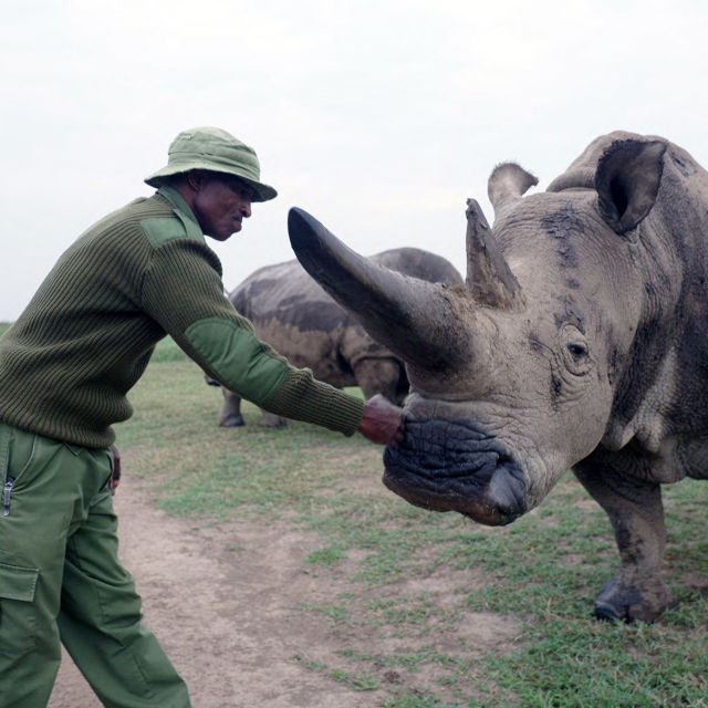 The Last Rhinos: A New Hope