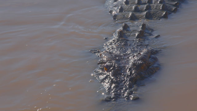 Crocodile - Australia's Greatest Survivor