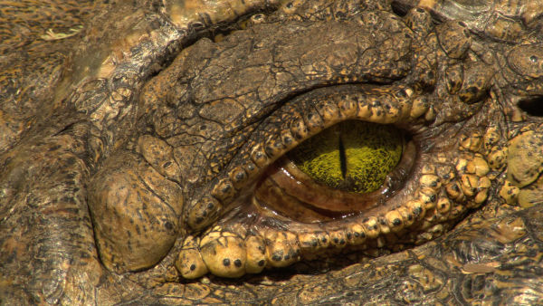 Croc Wars: Grumeti Vs Mara