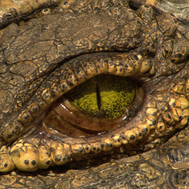 Croc Wars: Grumeti Vs Mara