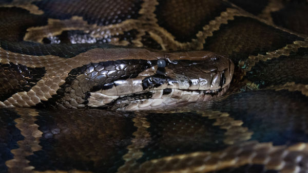 Python Invasion