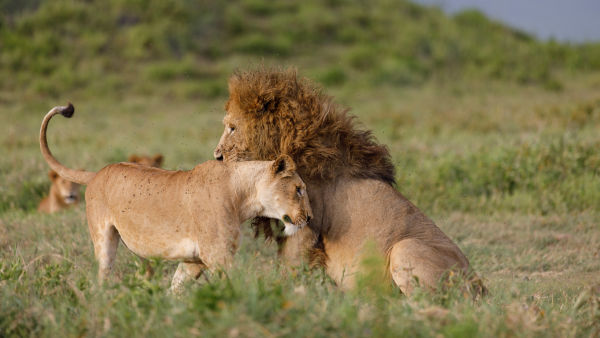 Africa's Wild Geniuses