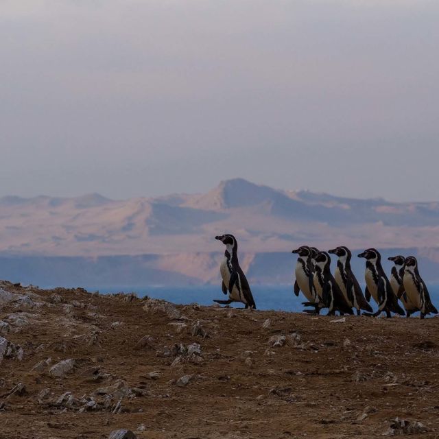 Det vilda Peru: En kamp för livet