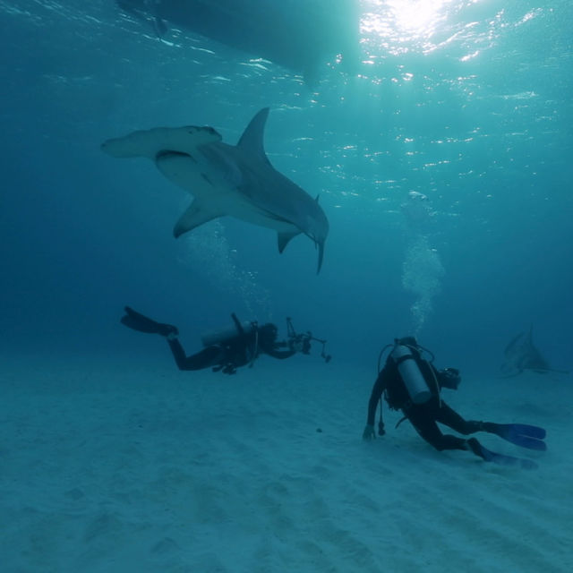 Monsterfiskar: Extrema hajar