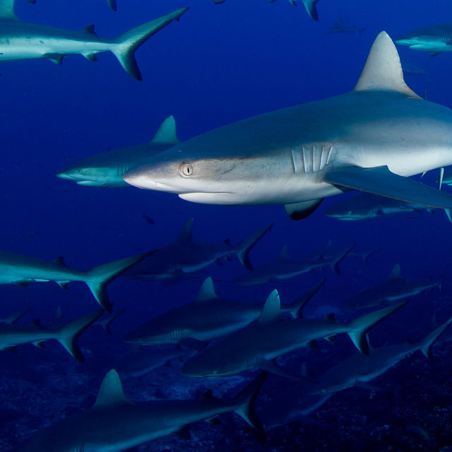 America's Deadliest Sharks