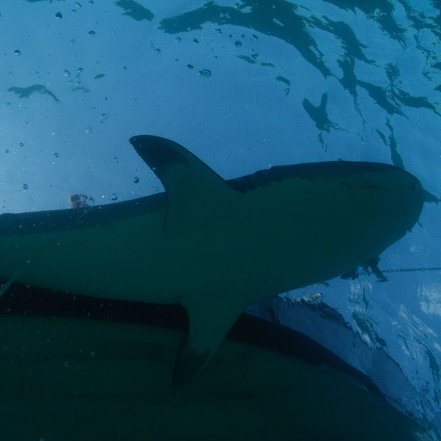 Dolphins vs Sharks: Blood Battle