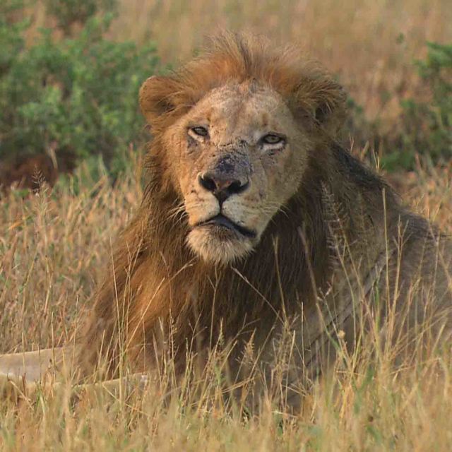 Cecil: En kungs arv