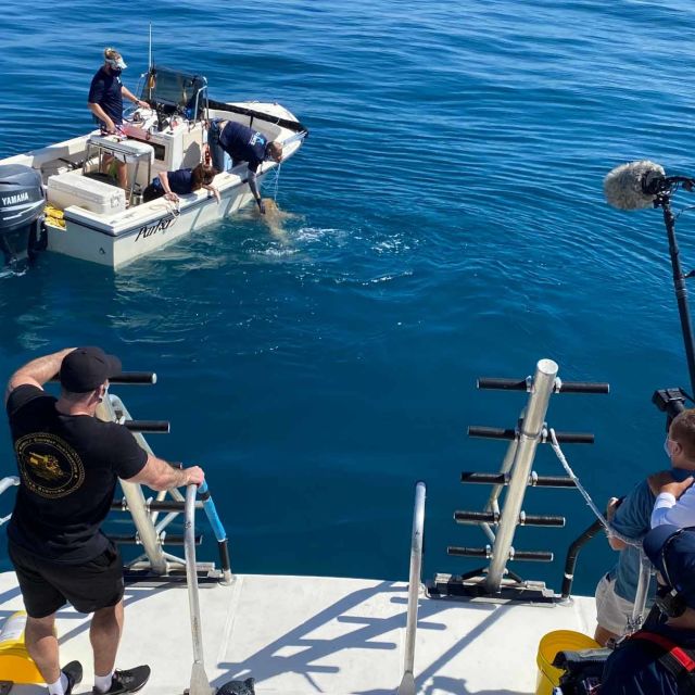 Shark Attack: Berättelsen om Paige Winter