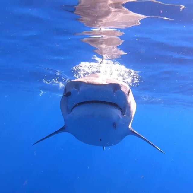 The Sharks of Hawaii