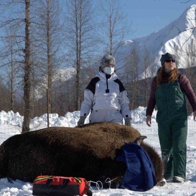Dr Oakley: Veterinär i Yukon