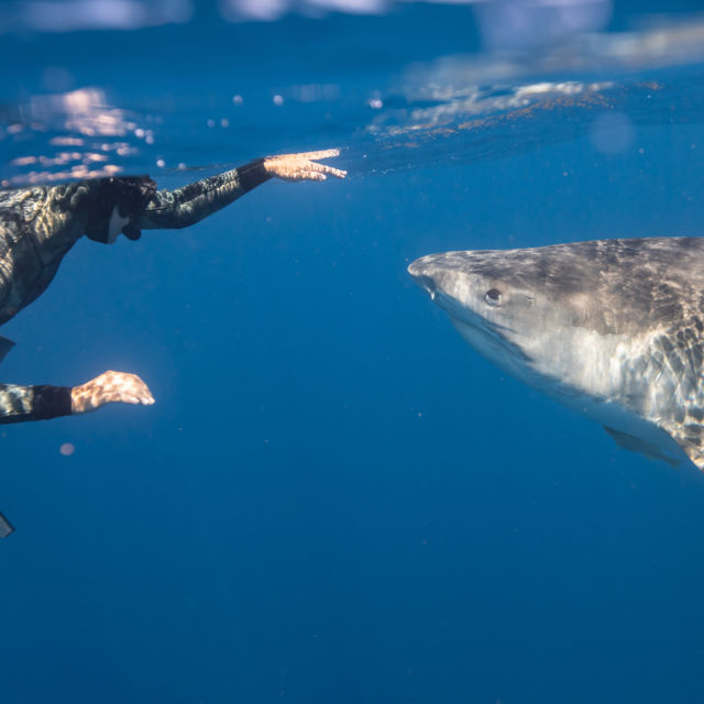Maui Shark Mystery