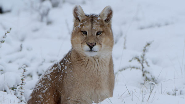 Vinterns dolda under