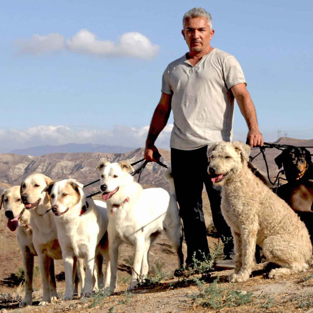 Cesar Millan: Den sanna historien