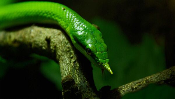 Wild Vietnam