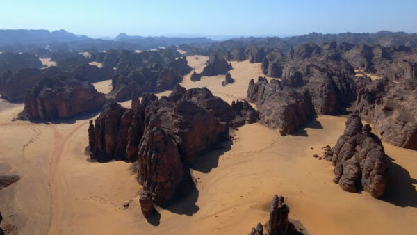 Wild Arabia