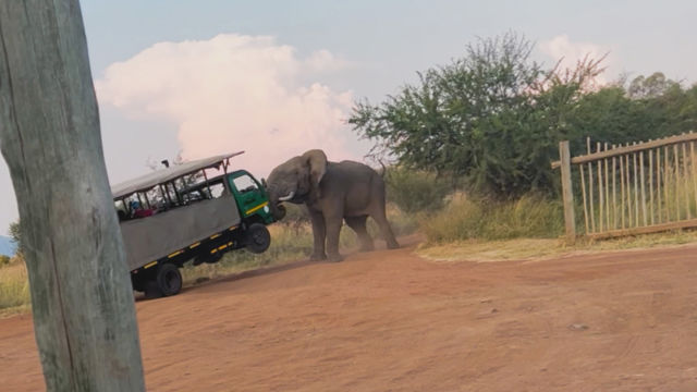 Close Encounters of the Wild Kind