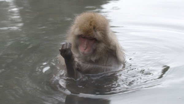 Japan's Wild Side