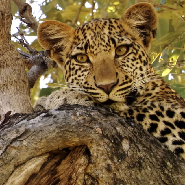 Leopardovo oko
