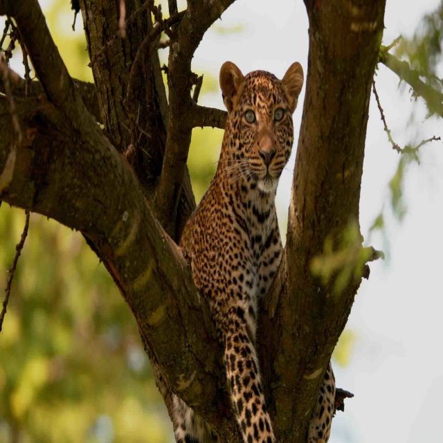 Zelenooka leopardinja