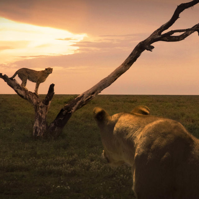 Vojna mačk: Lev proti gepardu
