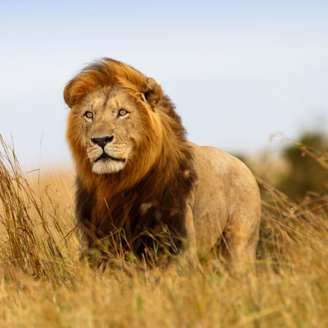 Mačka iz prihodnosti