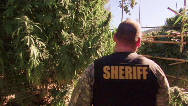 Legalna marijuana v Ameriki: Zelena mrzlica