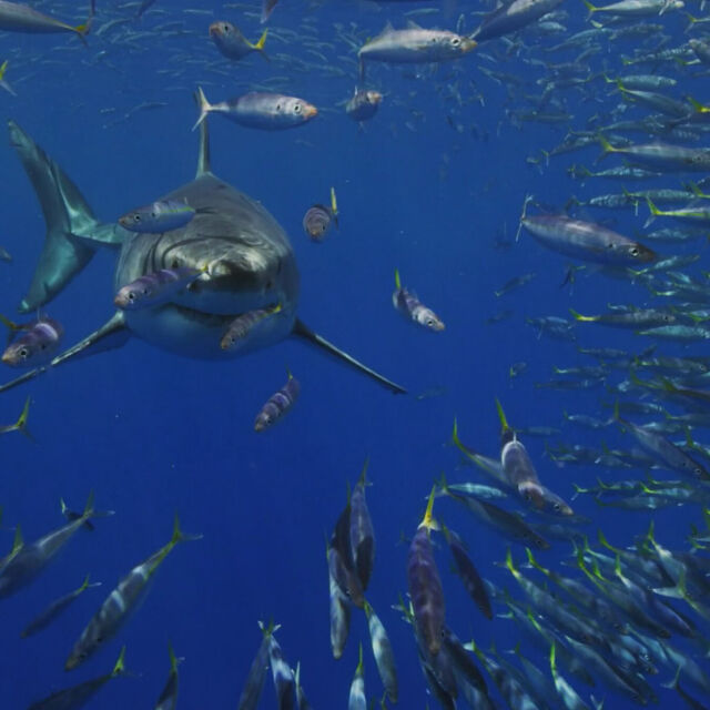 Napad rdečemorskih morskih psov