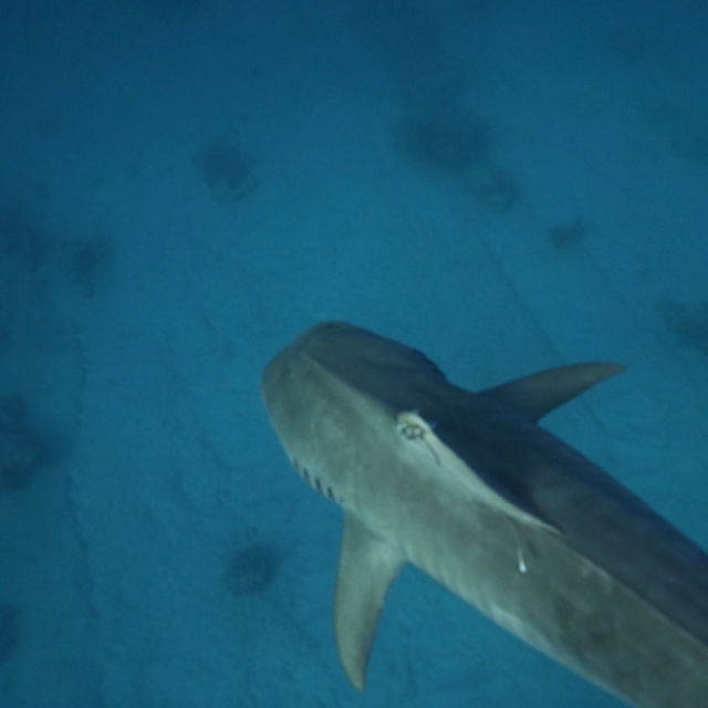 Morski psi v Bermudskem trikotniku