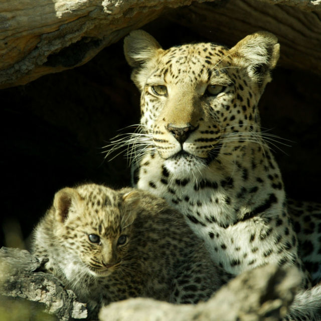 Življenje z velikimi mačkami