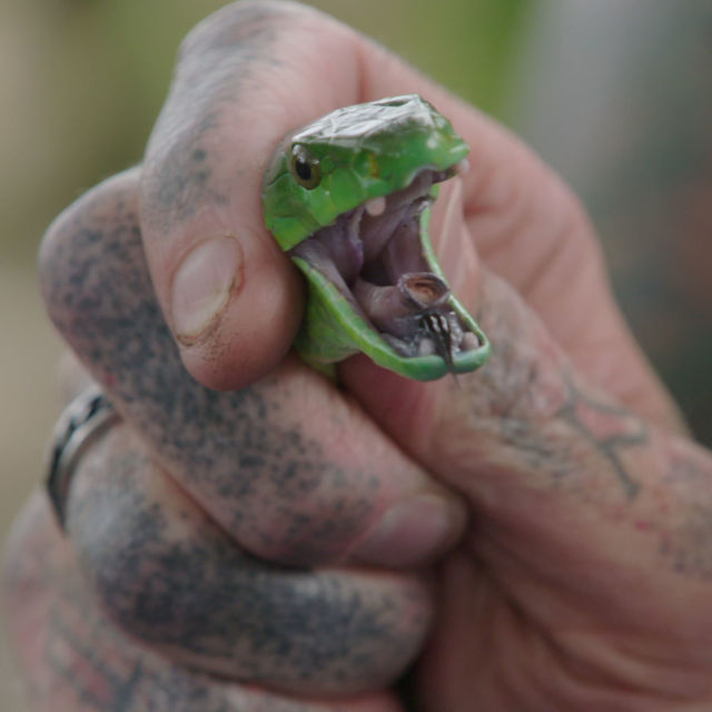 Kače v mestu: Kompilacija z mladimi kačami