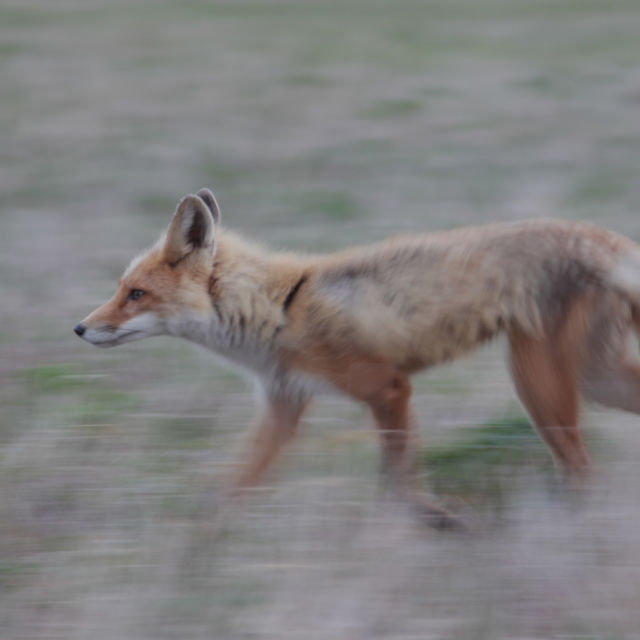 Aljaške zveri: Velike in majhne
