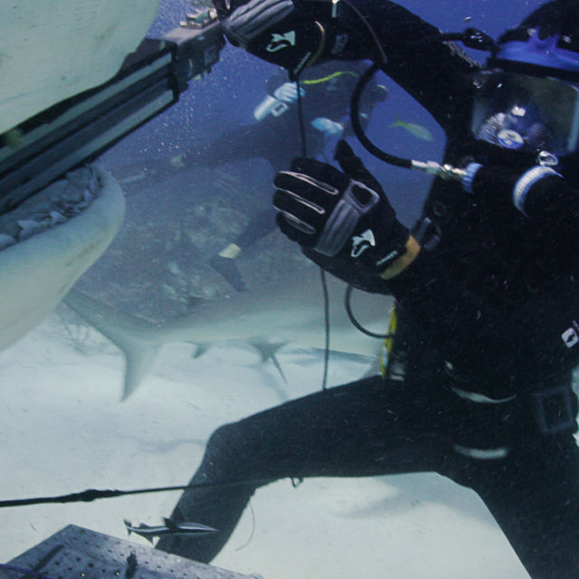 Super moč morskih psov