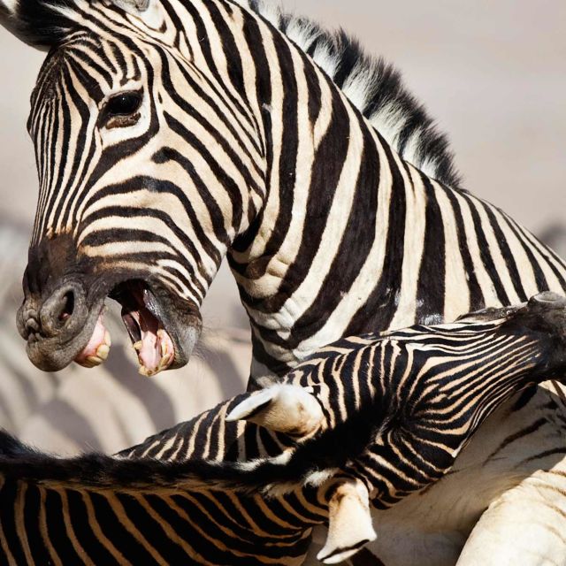 Najnevarnejše živali na svetu: Levi