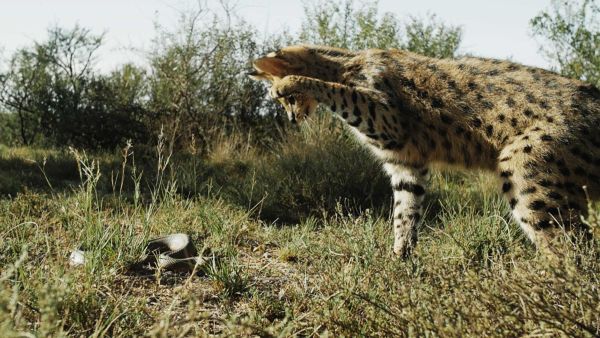 Južna Afrika: Dežela skrajnosti
