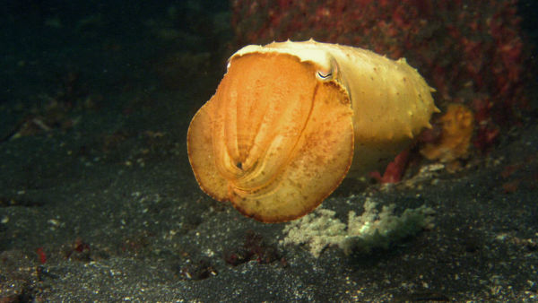 Živalski klub borcev