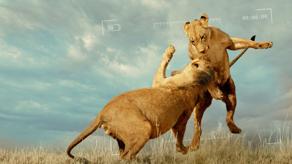 Ölümcül Safari: Büyük Kedilerin Savaşı