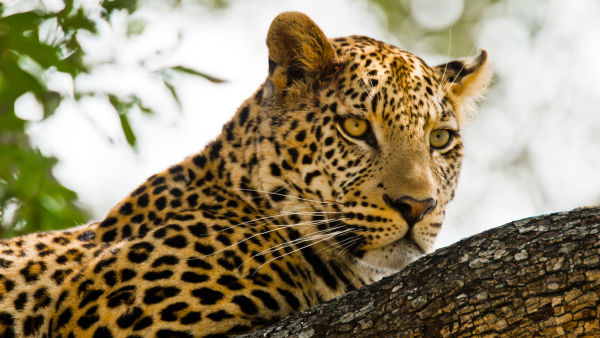 Kalahari: Afrika’nın Gizli Çölü