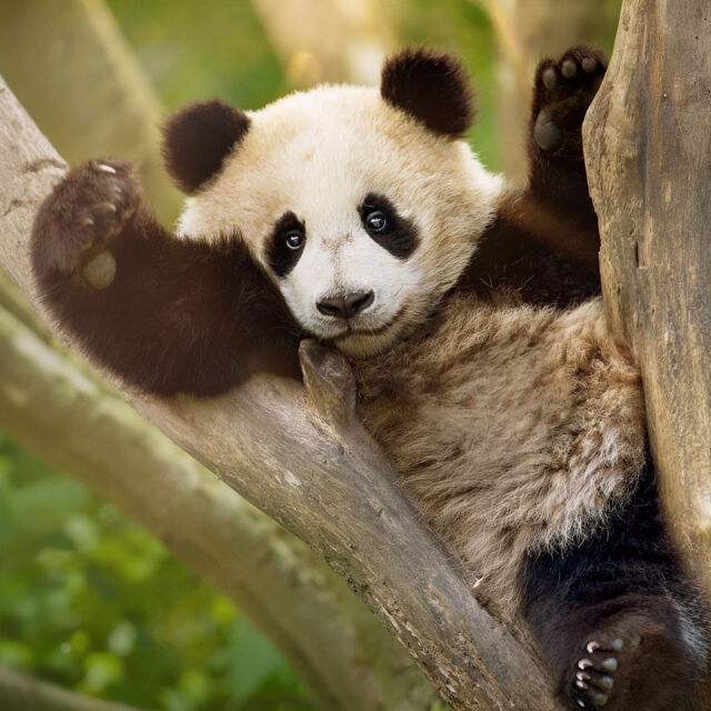 Panda Akademisi