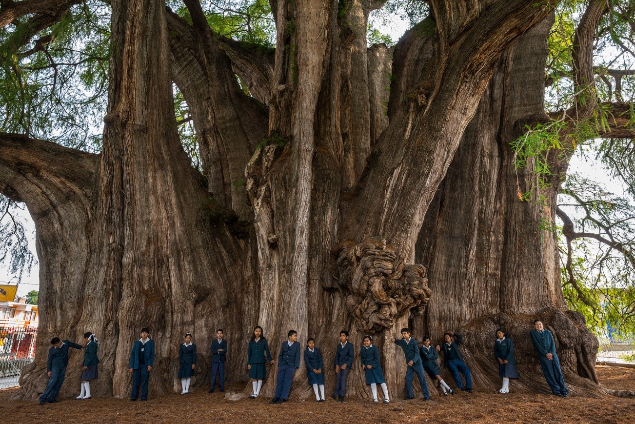Colegio Motolinía de Antequera’da altıncı sınıf öğrencileri, el Árbol del Tule olarak bilinen Montezuma selvisinin önünde sıra oluyorlar. Çevresi 36 metre ve çapı ortalama 11,5 metre olan gövdesinin taşıdığı taç kısmı neredeyse iki tenis kortu boyutlarında.
