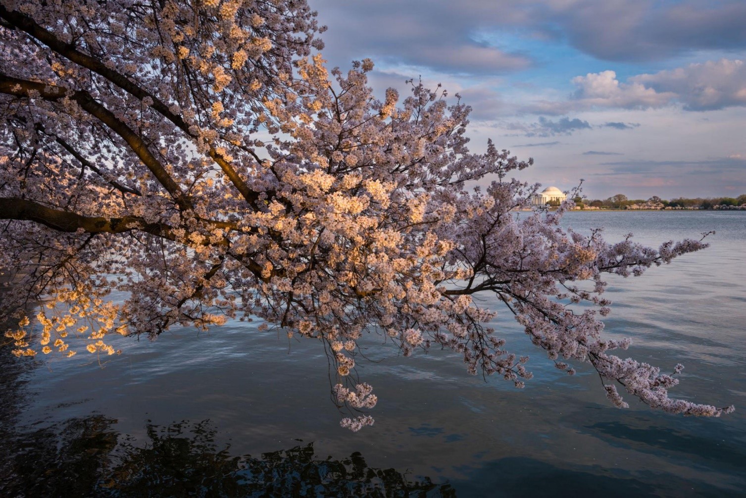 Her yıl, binlerce kişi Washington, D.C’deki Tidal Basin’e, çiçeklenmiş kiraz ağaçlarının güzelliğini deneyimlemek için geliyor. Fotoğraf çekmek için insanların olmadığı bir nokta bulmak azim istiyor.