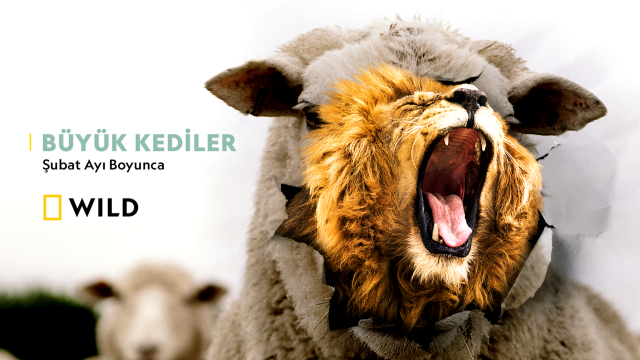 BÜYÜK KEDİLER 2021