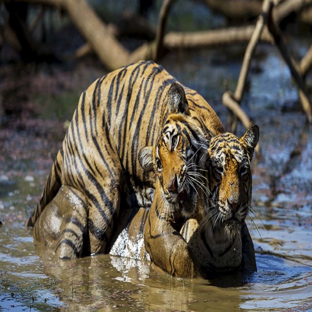 Kaplanların Çarpışması