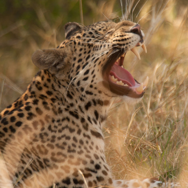 Bir Genç Leoparın Günlüğü