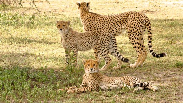 Serengeti'nin Hız Kraliçesi