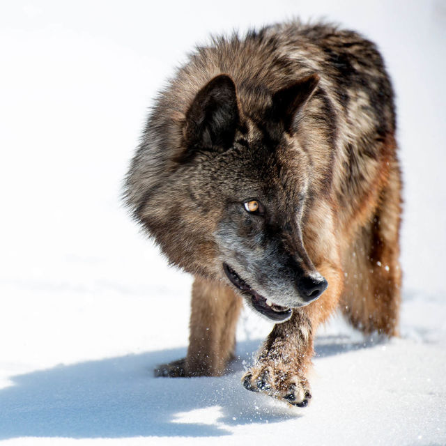 Vahşi Yolculuk: Yellowstone'un Dişi Kurdu
