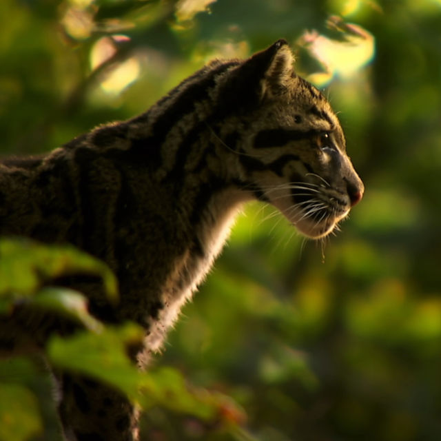 Hindistan'ın Vahşi Leoparları