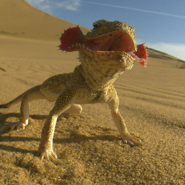 Sürüngenlerin Hükmü