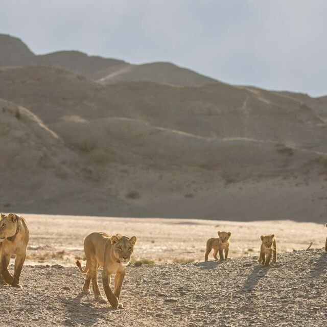Çöl Aslanları: İskelet Sahilinde Hayatta Kalmak