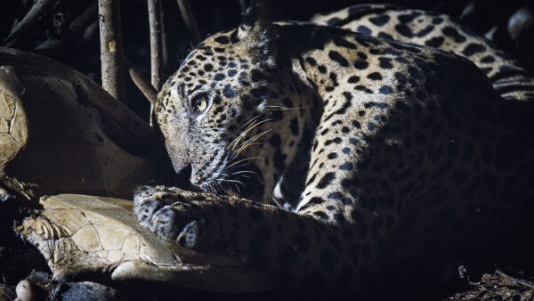 Jaguar Sahili